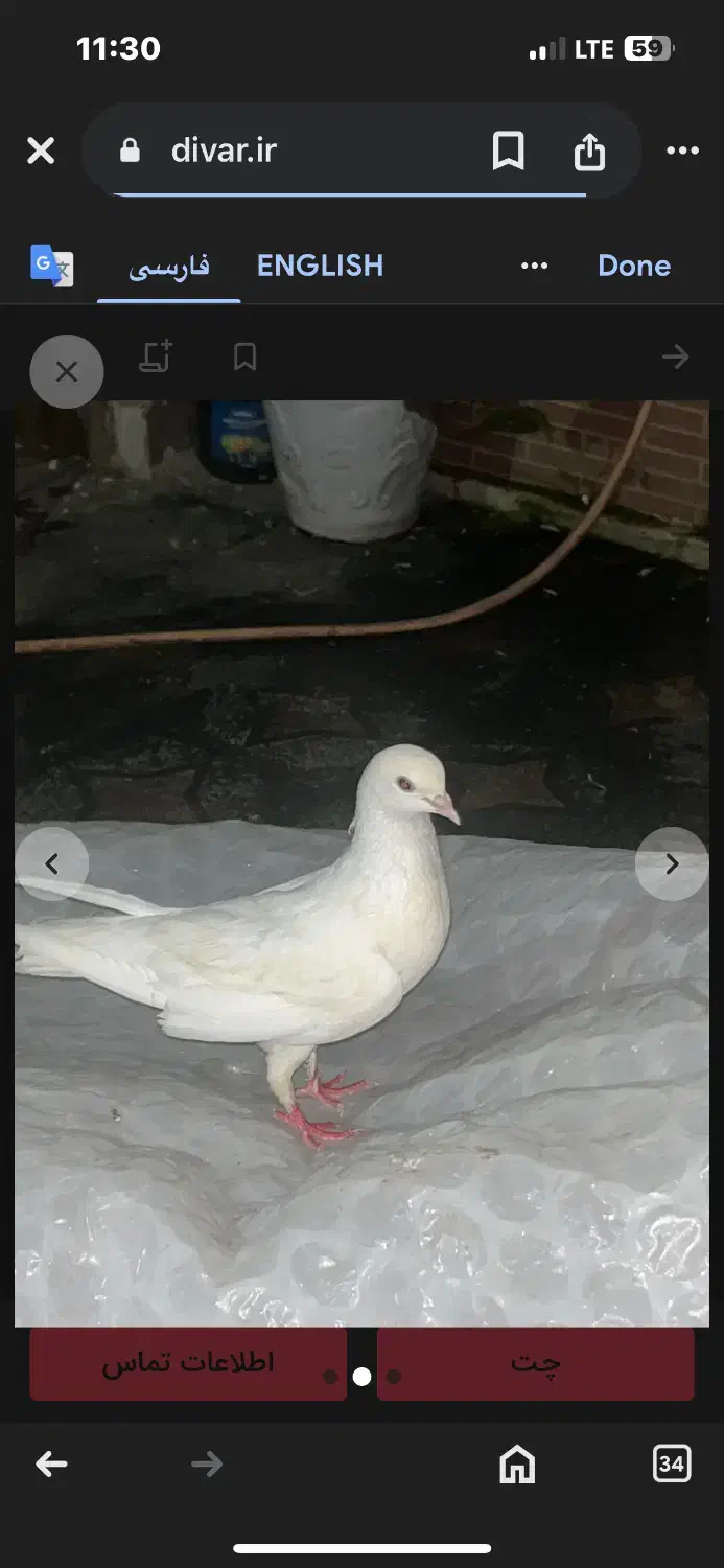 نر سفید پاک|پرنده|رشت, دیانتی|دیوار