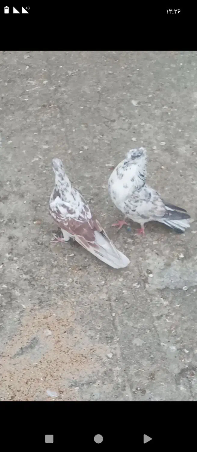 کفتر نر|پرنده|نهاوند, |دیوار