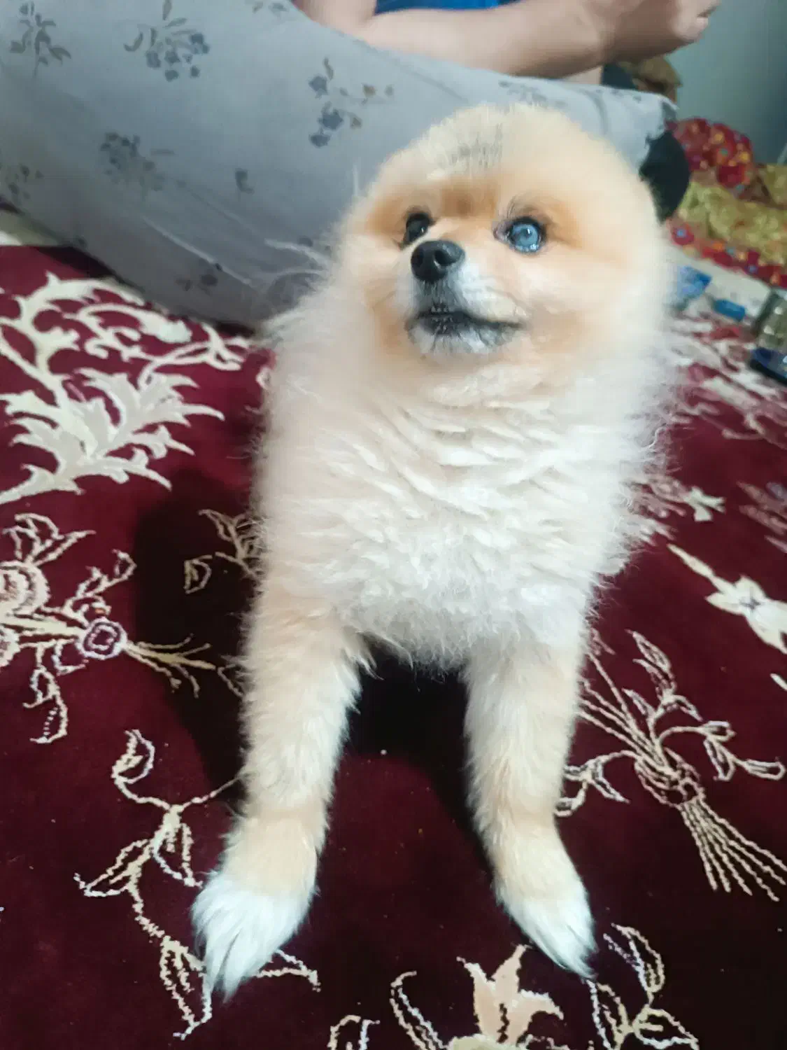 پامر خرسی نر عقیم نشده|سگ|اردبیل, |دیوار