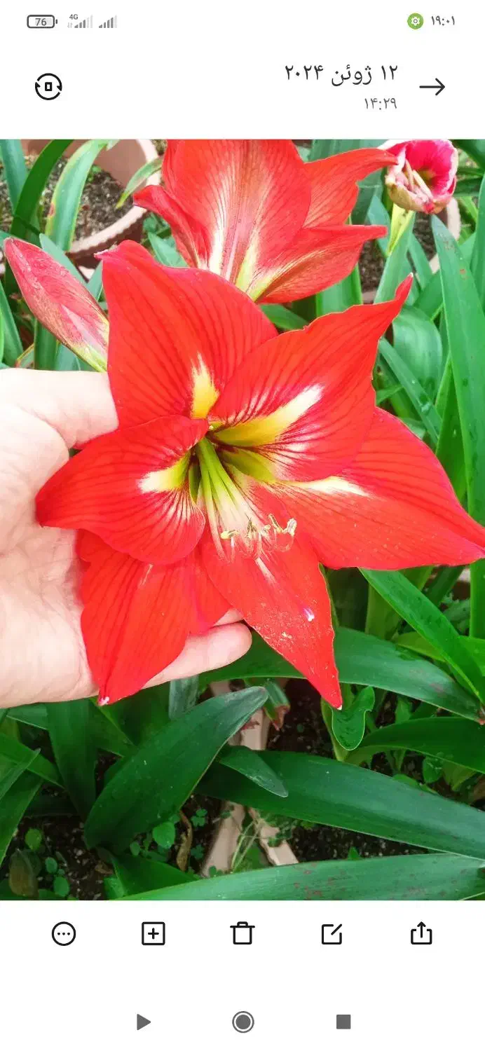 گلهای پیازی|گل و گیاه طبیعی|ماسال, |دیوار