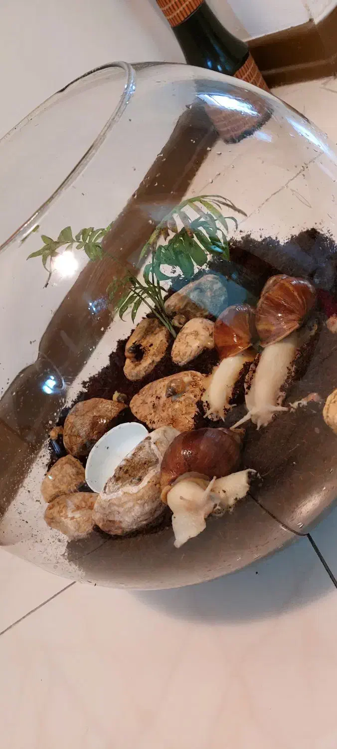 فروش حلزون آچاتینا|خزنده|اصفهان, بهار آزادی|دیوار