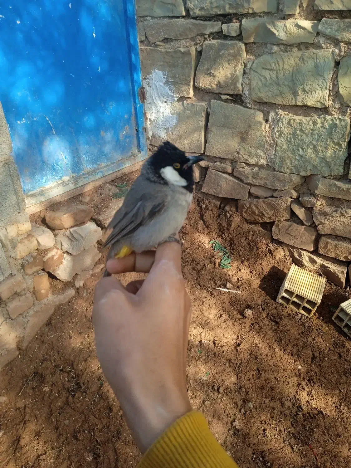 پرنده|پرنده|مسجد سلیمان, |دیوار