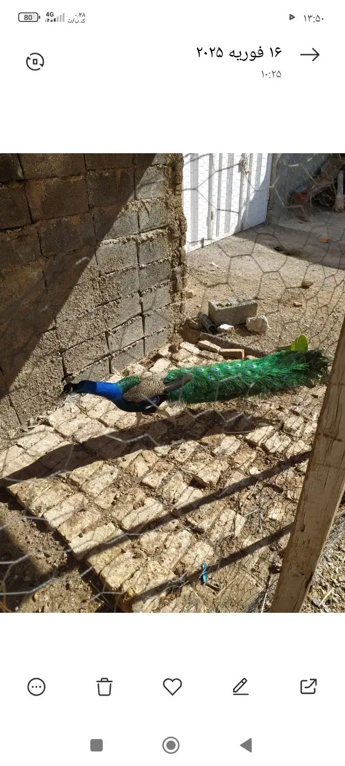 طاووس|پرنده|سیلاخور, |دیوار