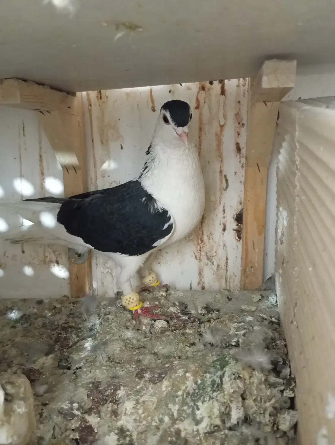 کفتر کبوتر رنگه|پرنده|مشهد, قائم|دیوار