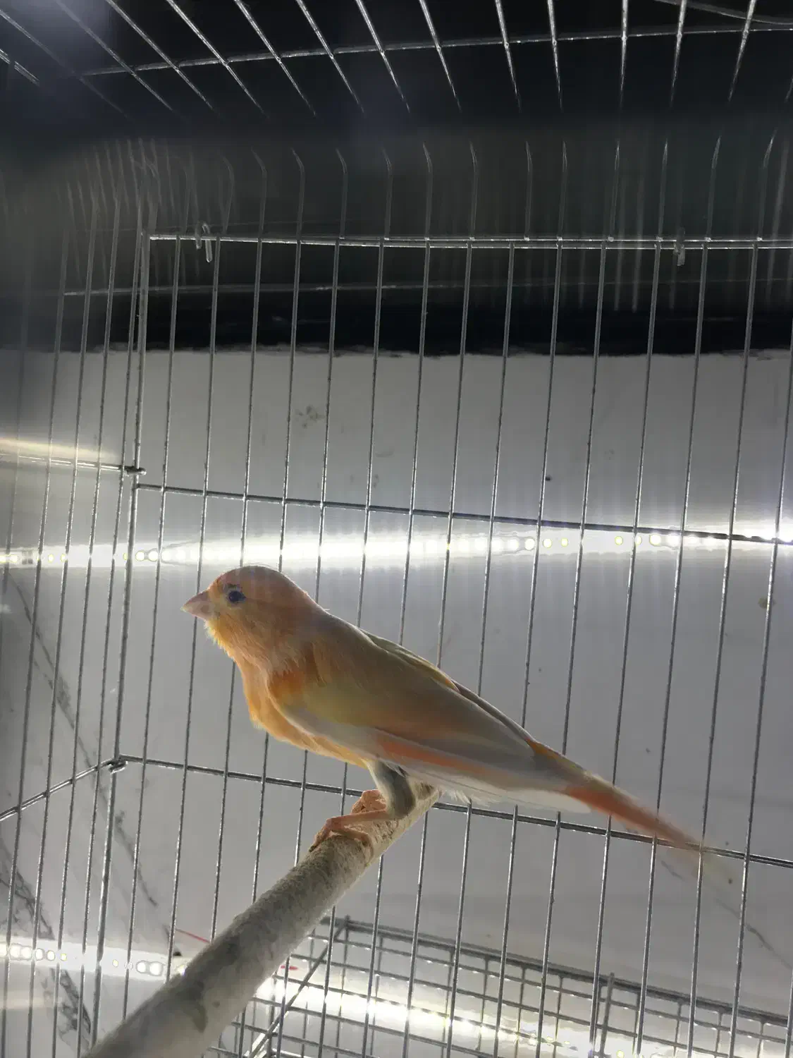 قناری|پرنده|قشم, |دیوار