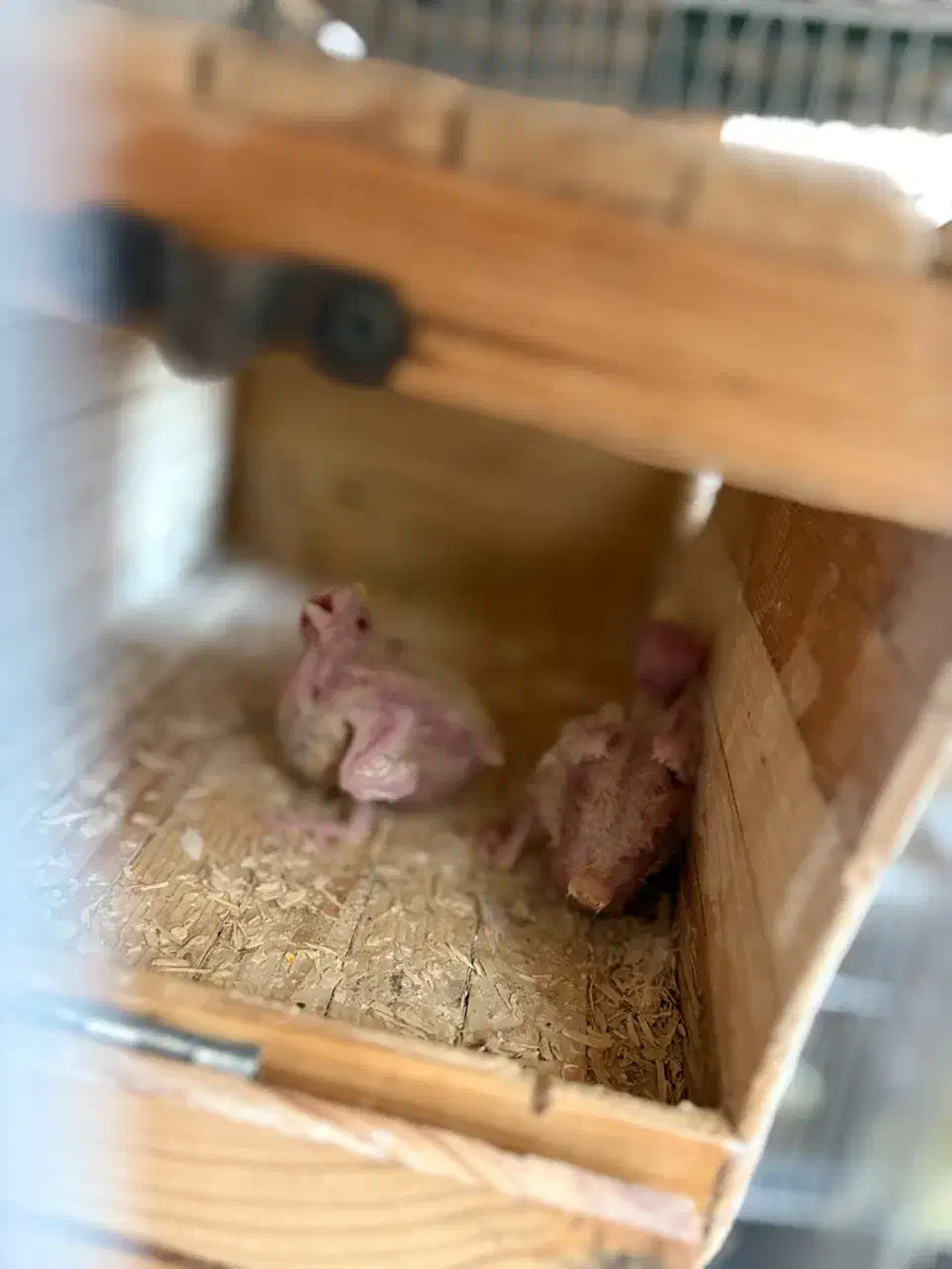 جفت عروس هلندی با جوجه|پرنده|بندرعباس, |دیوار