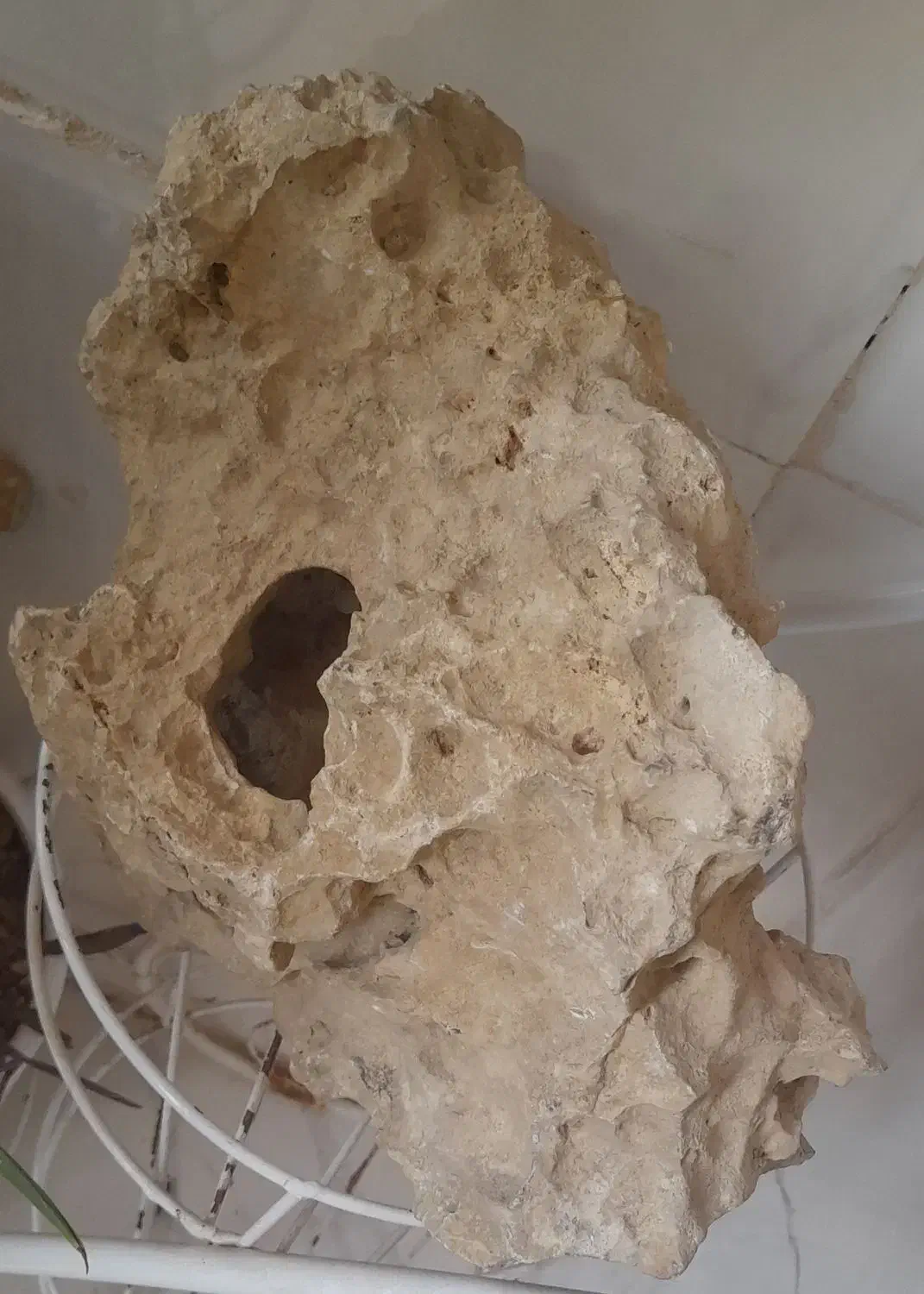 سنگ آکواریوم  سنگین|ماهی|قم, پردیسان|دیوار