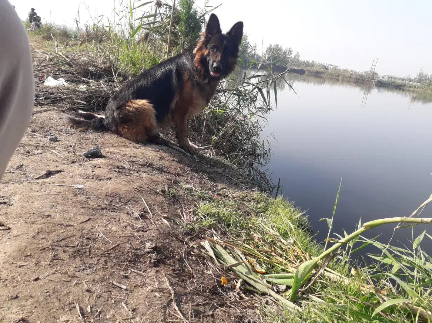 گمشده|سگ|فریدونکنار, |دیوار