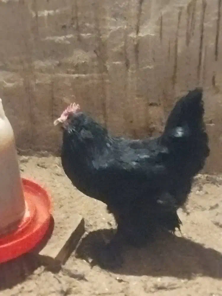 تخم مرغ  نطفه دار از نژاد مرندی اصیل|حیوانات مزرعه|ساری, |دیوار