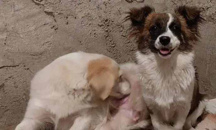 سگ های عروسکی خونگی پامرشیتزو باهوش|سگ|مسجد سلیمان, |دیوار