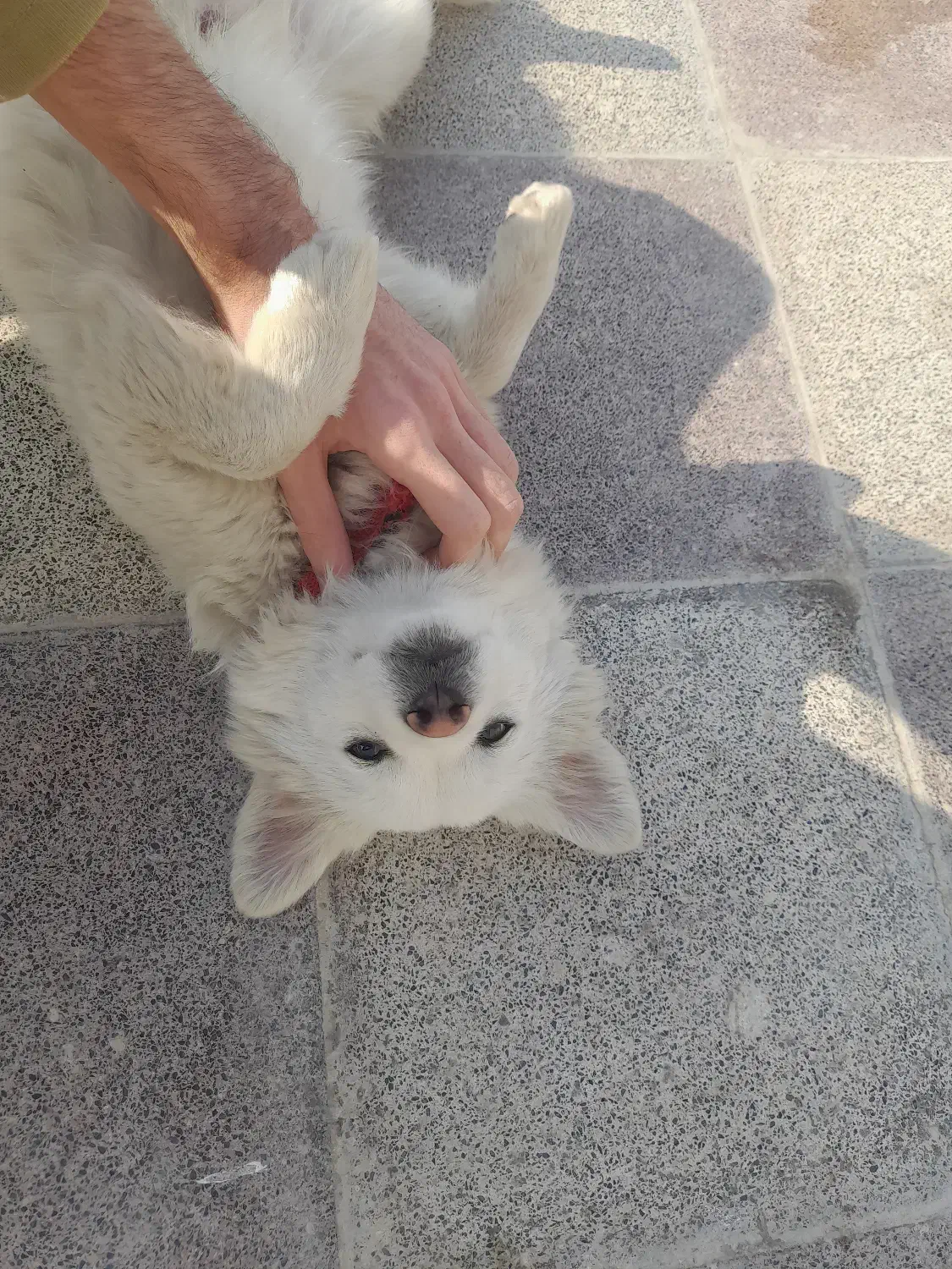 توله اشپیتز پیکینیز|سگ|گرگان, |دیوار