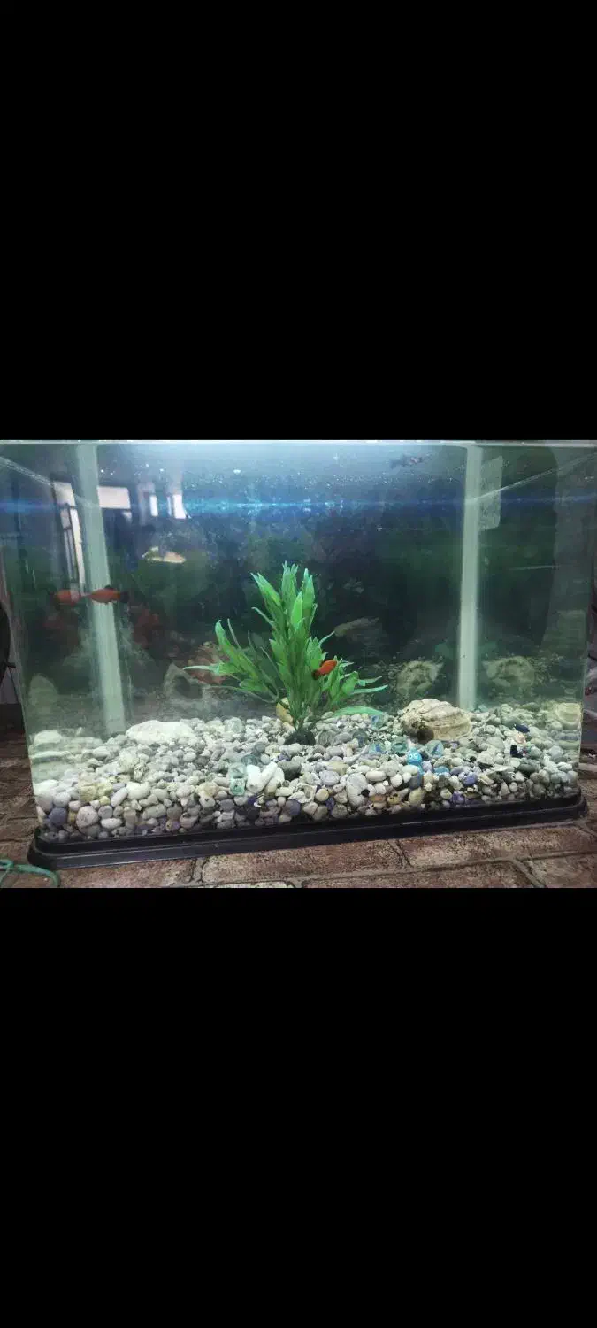 آکواریوم شرکتی شیشه خم|ماهی|قم, مسجد امام حسن|دیوار