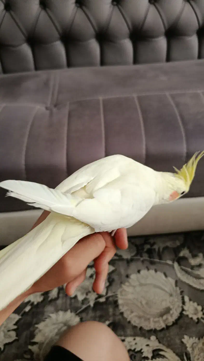 عروس هلندی دستی|پرنده|مشهد, نیزه|دیوار