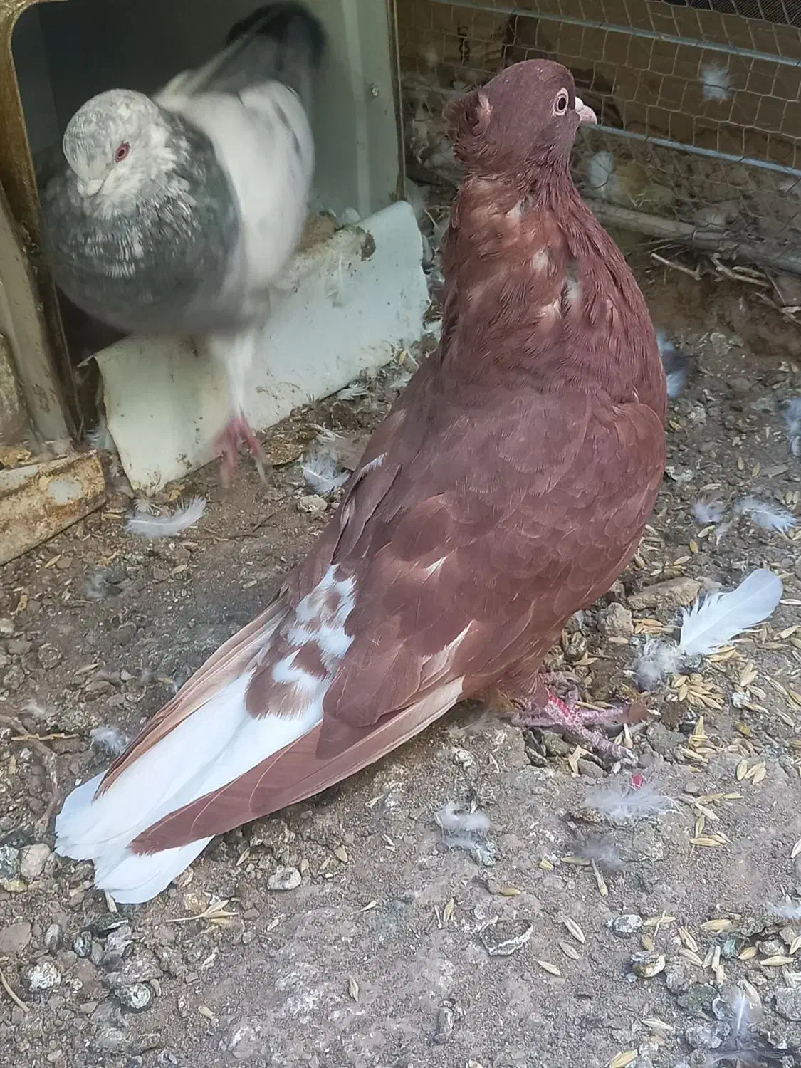 کفتر گلی کبوتر گلی کلایی پالخت|پرنده|بافت, |دیوار