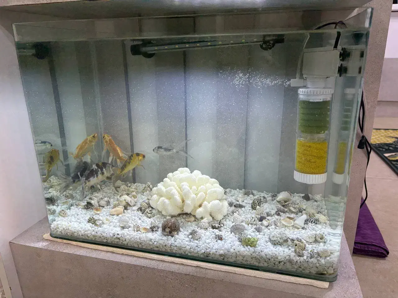 آکواریوم شرکتی به همراه ماهی و وسایل|ماهی|تربت جام, مسکن مهر|دیوار