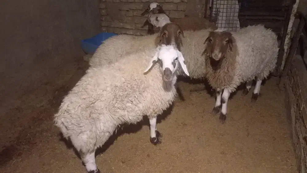 بره نر|حیوانات مزرعه|گلپایگان, |دیوار