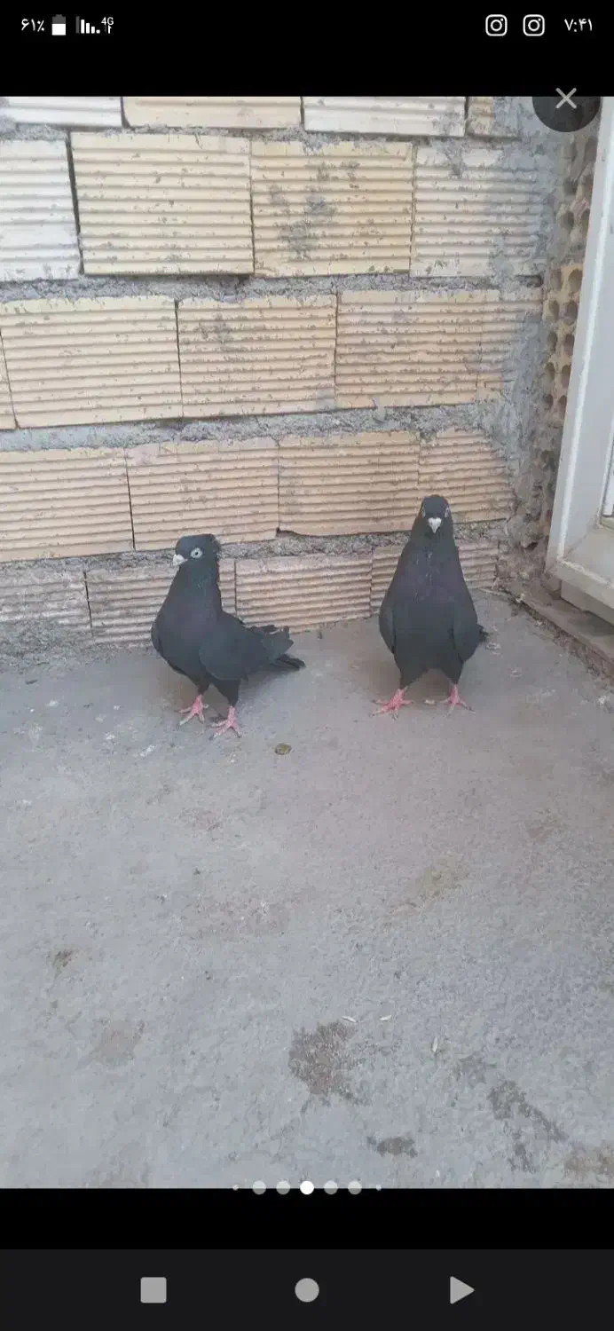 کبوتر  زاغ کاشونی فروش فوری|پرنده|لردگان, |دیوار