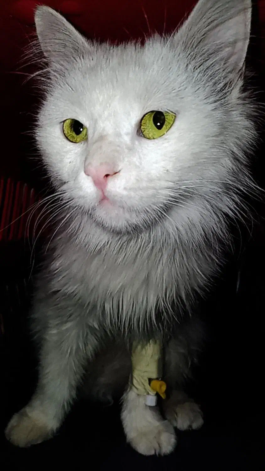 واگذاری پرشین سفید|گربه|نرماشیر, |دیوار