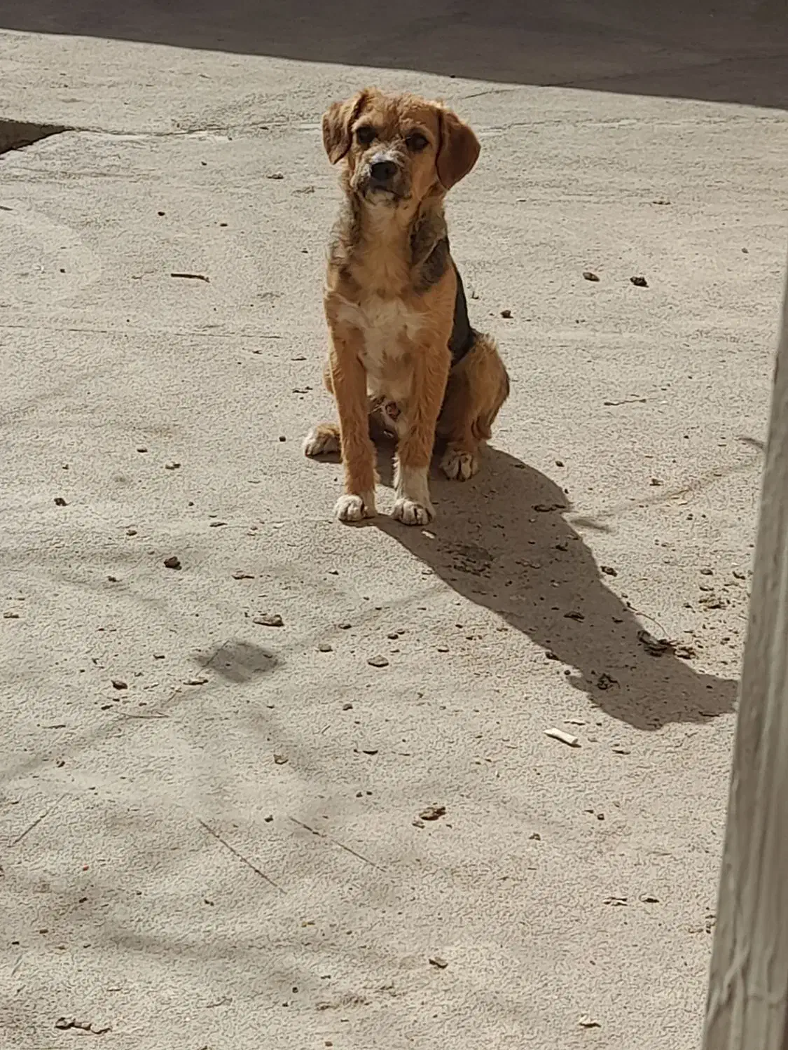 سگ پاکوتاه|سگ|جوادآباد, |دیوار