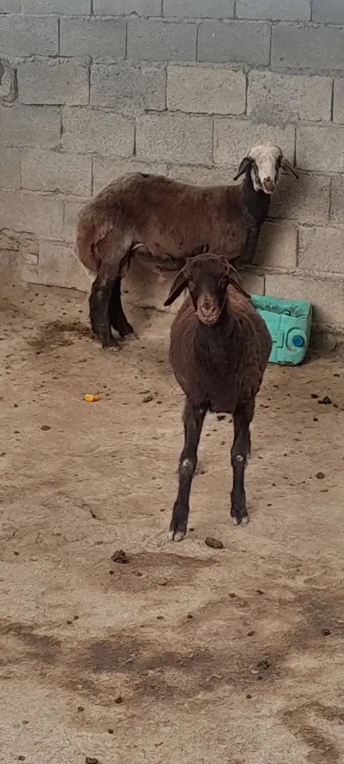 گوسفند|حیوانات مزرعه|آق قلا, |دیوار