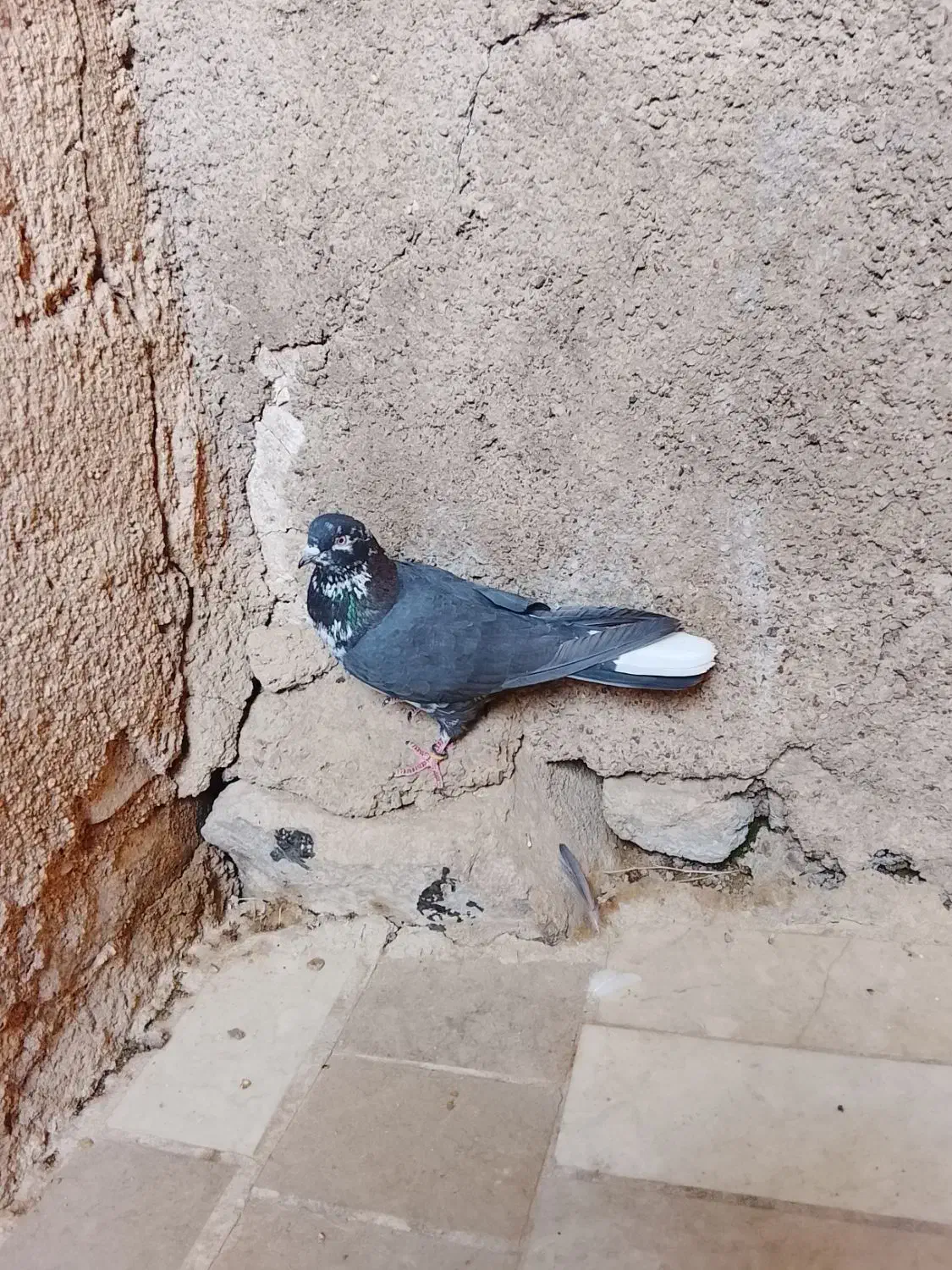 کبوتر|پرنده|نورآباد, |دیوار