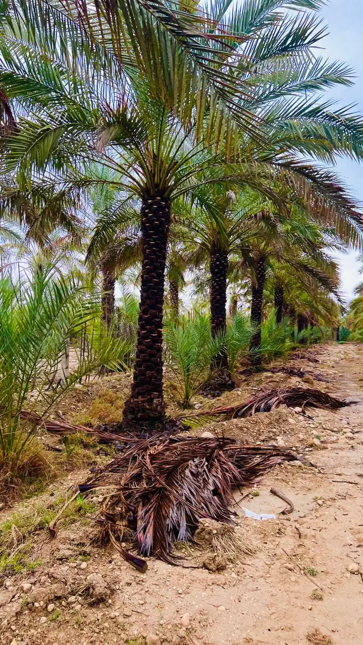 نخلهای بهبهان را خریدارم|خدمات باغبانی و درختکاری|بهبهان, |دیوار