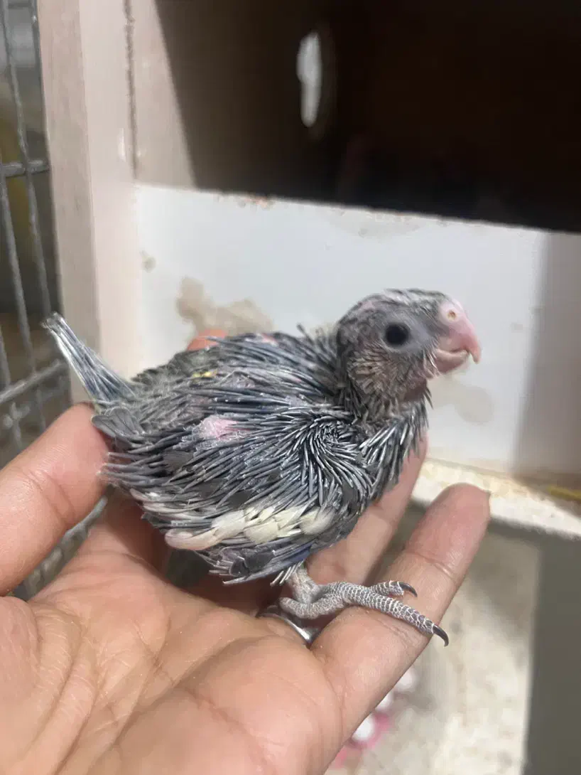 عروس هلندی سرلاکی|پرنده|قم, امامزاده ابراهیم|دیوار