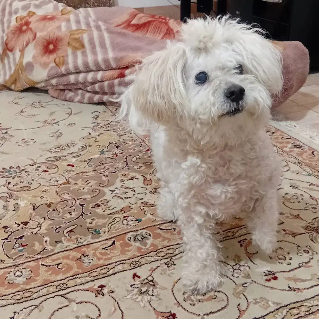 سگ شیتزو|سگ|جویبار, |دیوار