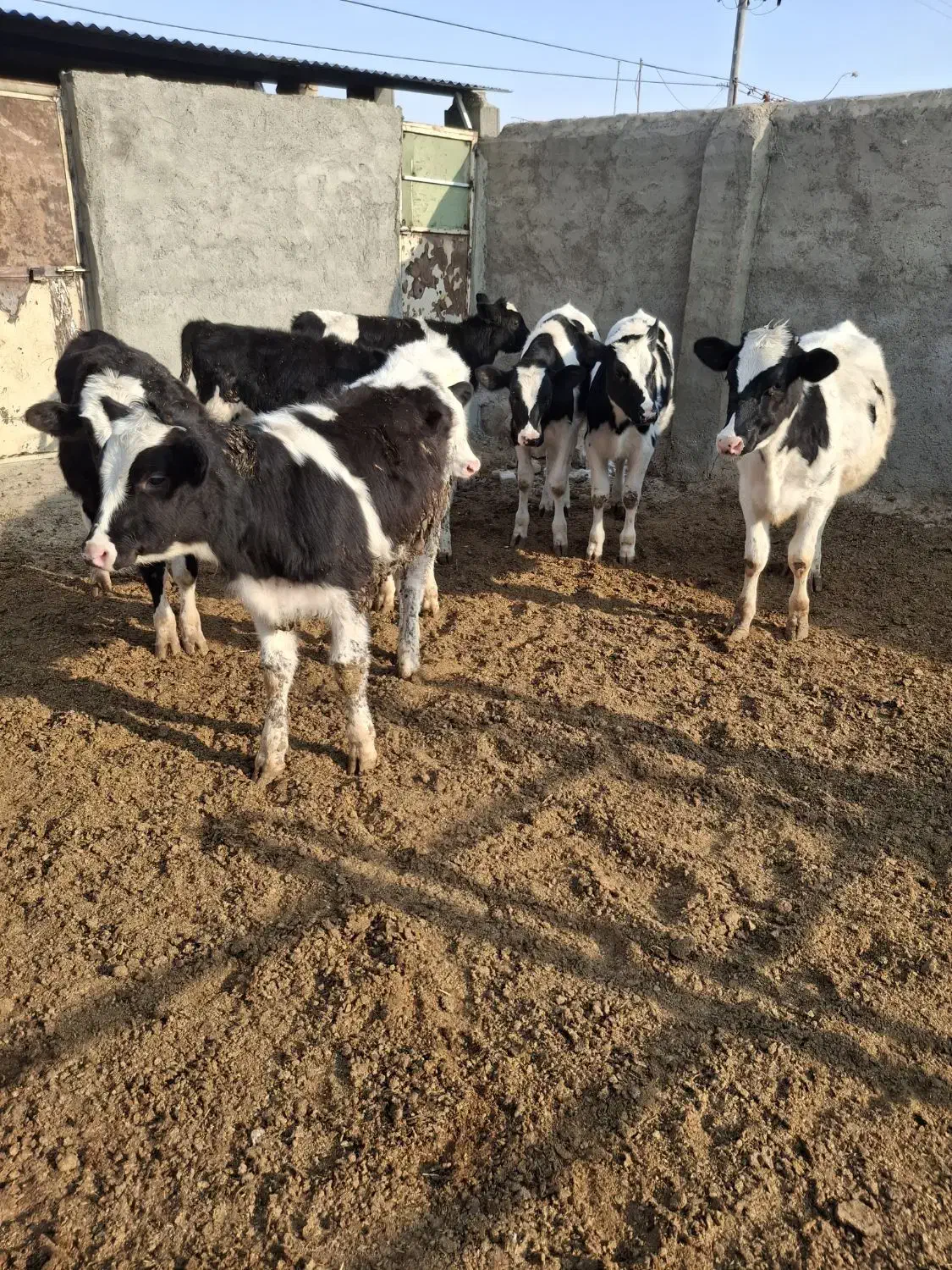 گوساله|حیوانات مزرعه|فیروزه, |دیوار