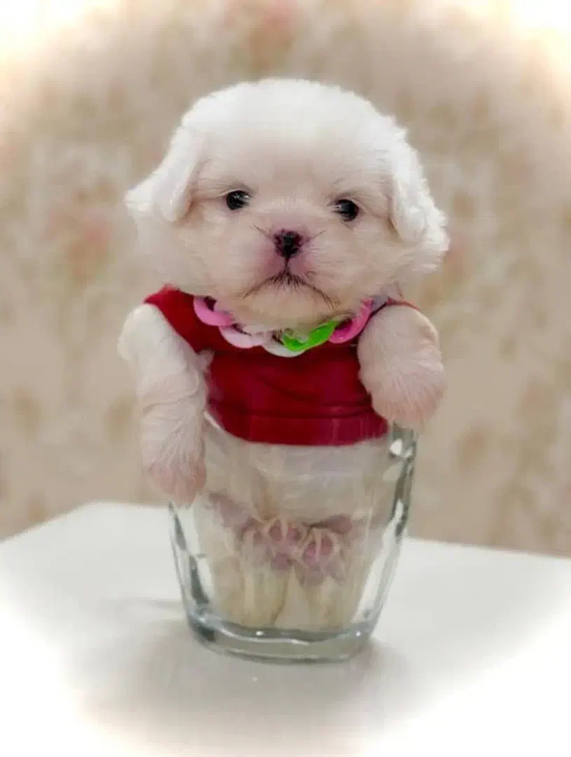 توله سگ پشمالو (پودل کراس) سایز جیبی|سگ|مشهد, کارمندان دوم|دیوار