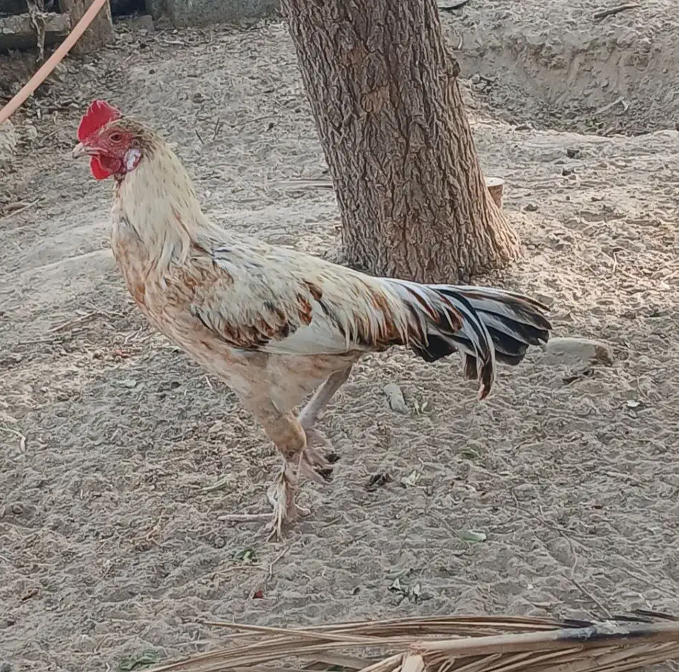 مرغ محلی|حیوانات مزرعه|میناب, |دیوار