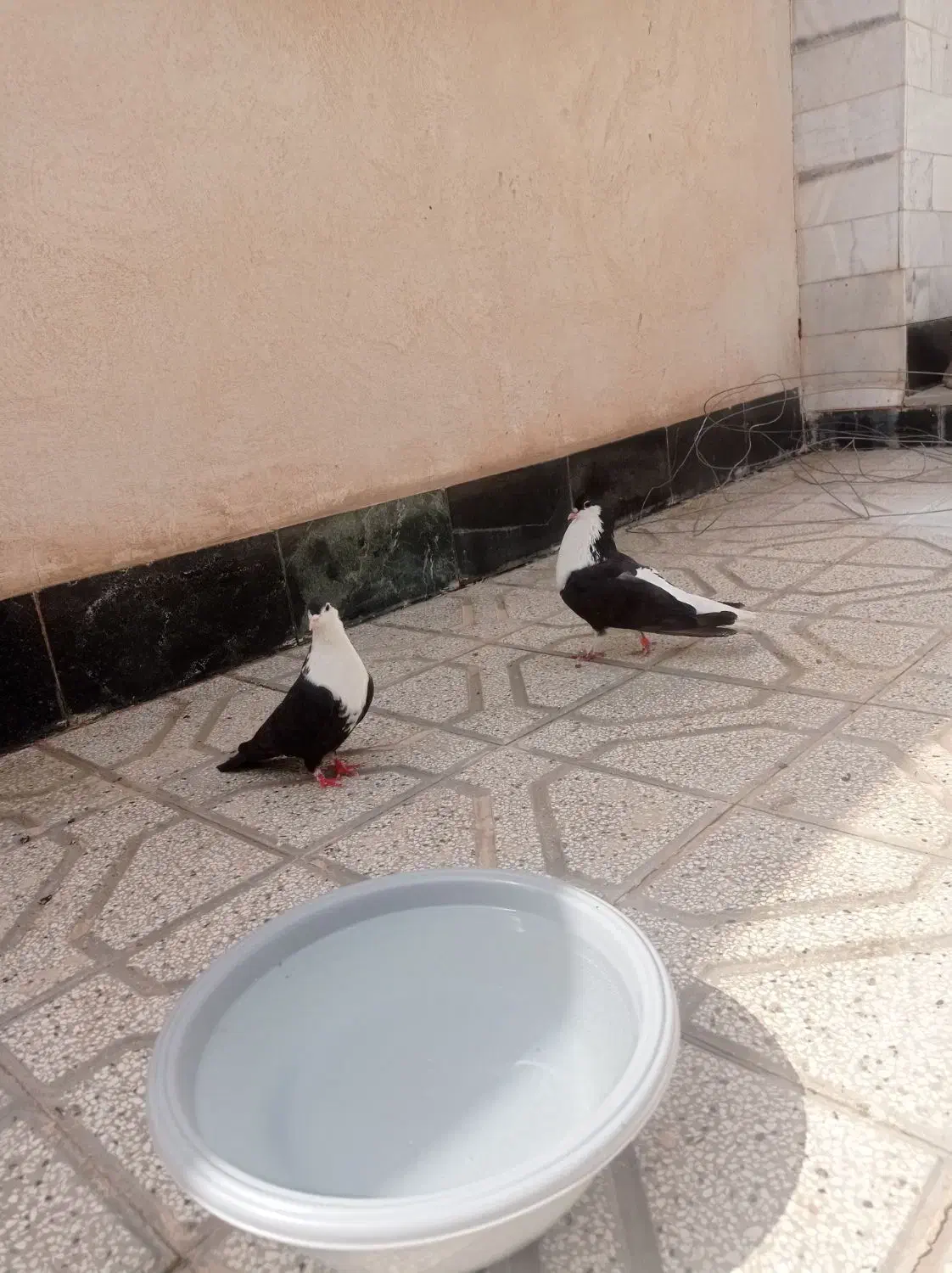 جفت ضمانتی ریش|پرنده|قائن, |دیوار