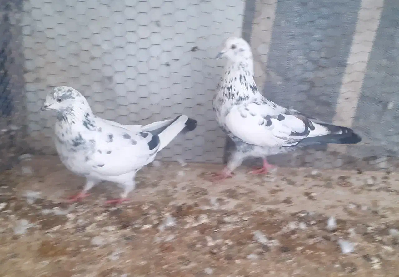 جفت سوسکی|پرنده|ماکو, |دیوار