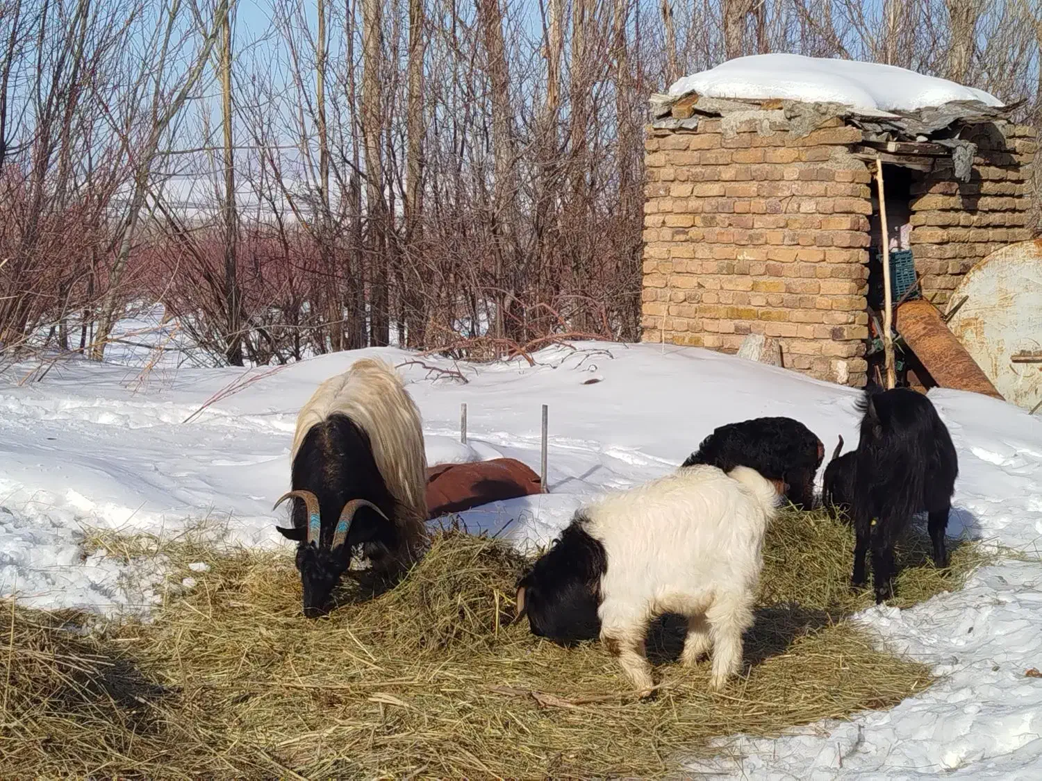 بز وبزغاله|حیوانات مزرعه|سیلوانه, |دیوار