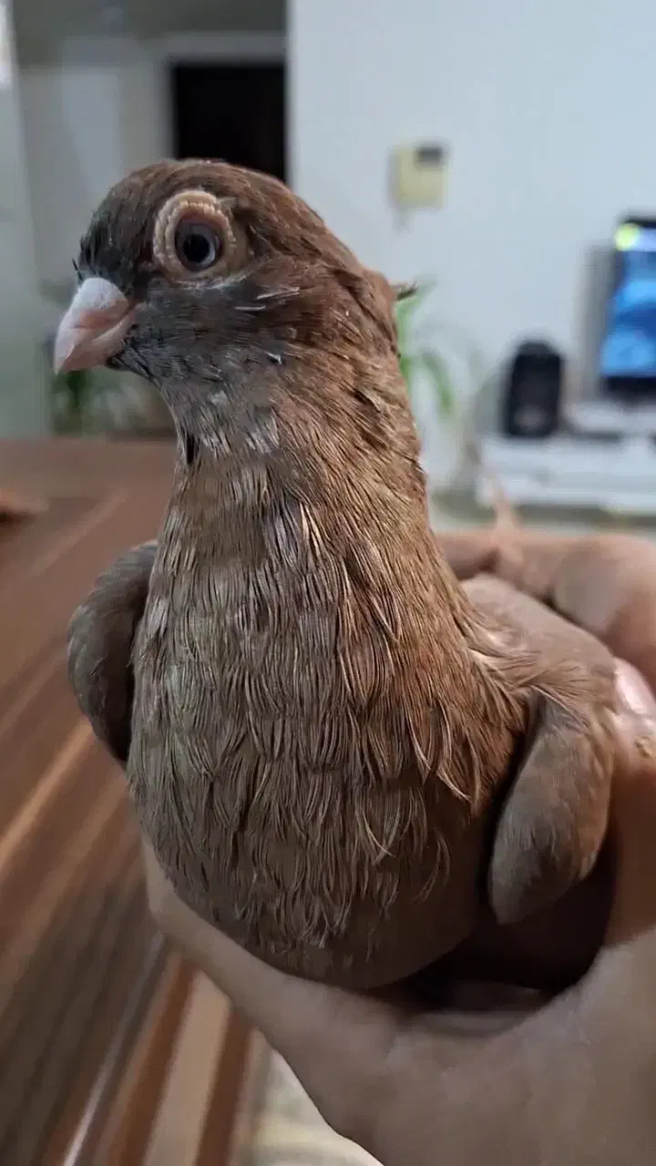 صرب نر سرخ|پرنده|فولادشهر, مسکن مهر فولادشهر|دیوار