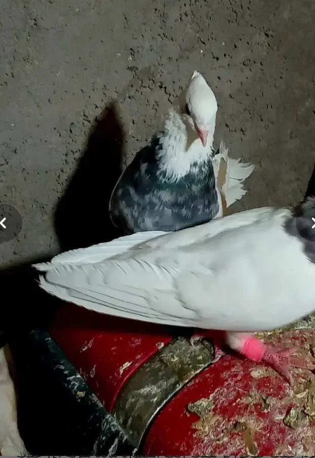 طوقی مفت معاوضه|پرنده|رفسنجان, |دیوار