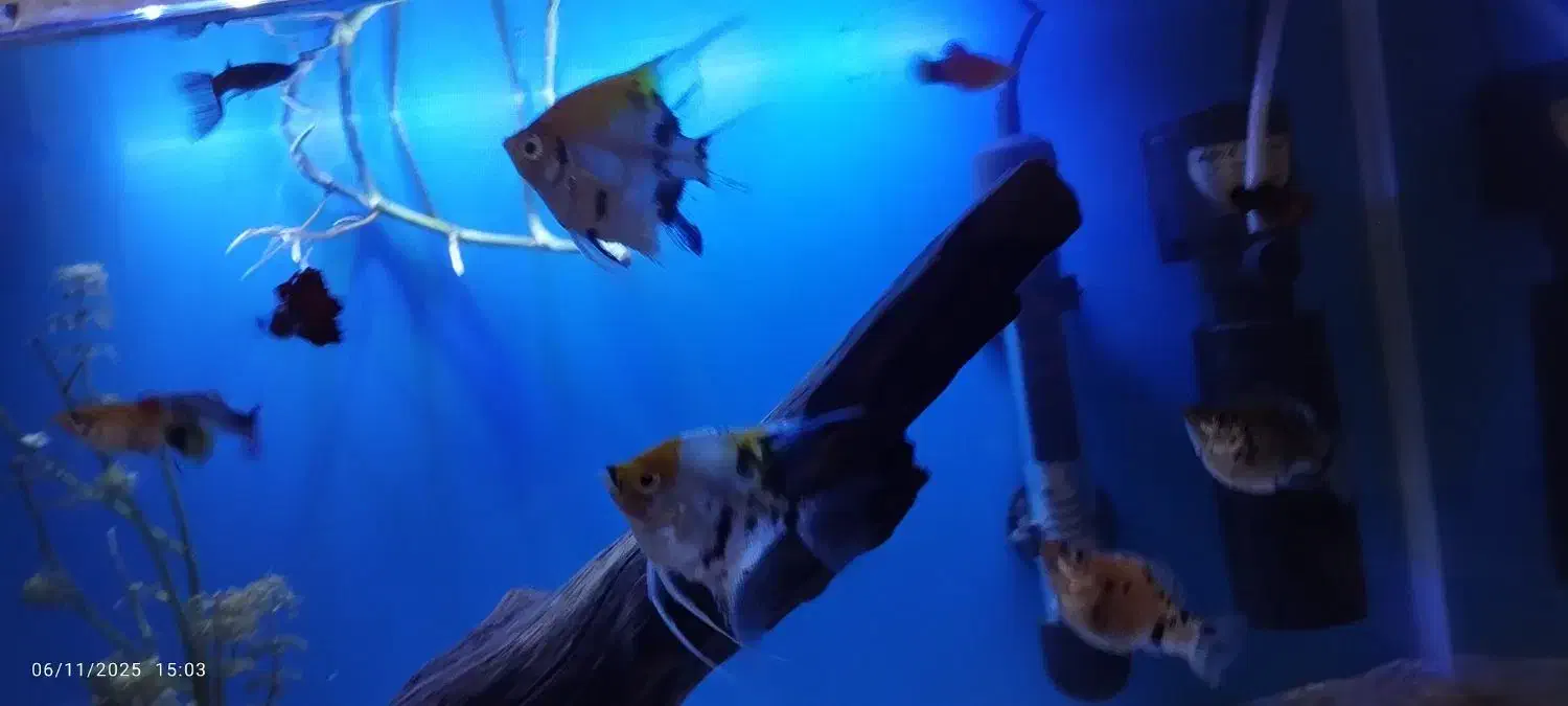 ماهی انجل|ماهی|مشهد, قائم|دیوار