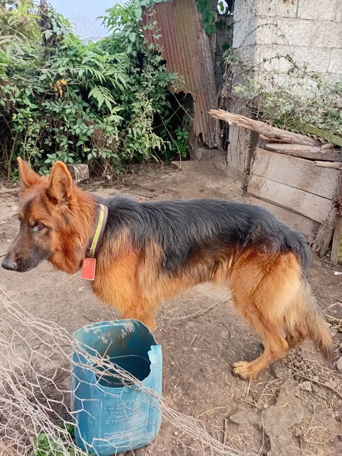 ژرمن شپرداصل(نر)|سگ|سیاهکل, |دیوار