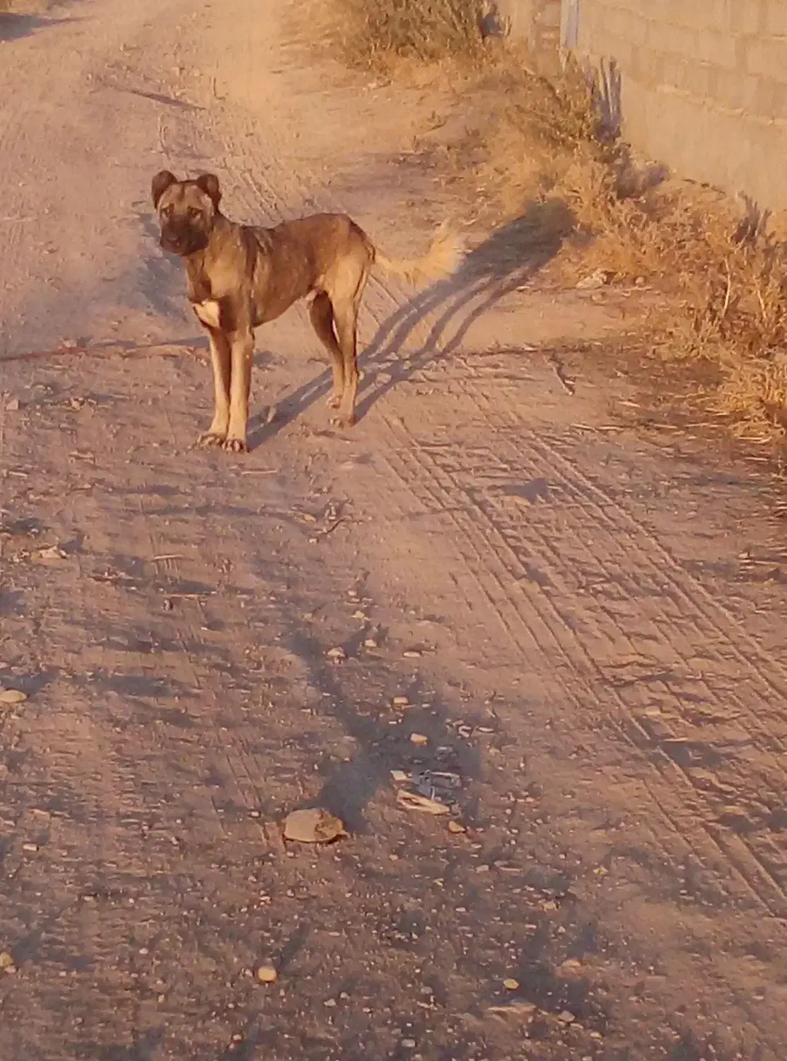 سگ سرابی اصیل|سگ|مهربان, |دیوار