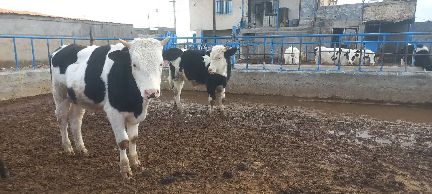 گوساله نر سیمینتال|حیوانات مزرعه|قزوین, |دیوار