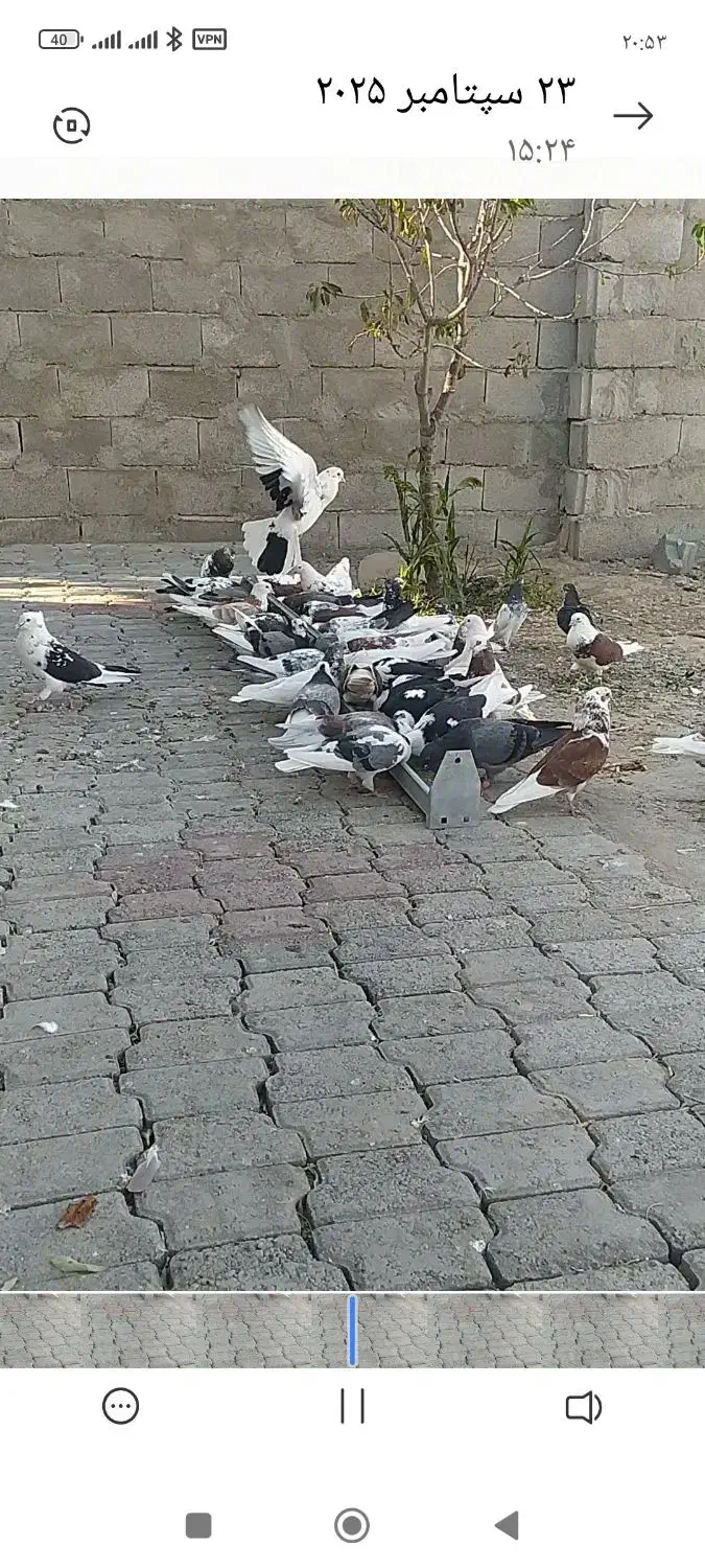 این کفترها روز پنجشنبه دزدیده شدن.،5ملیون مژدگانی.|حیوانات|مرند, |دیوار