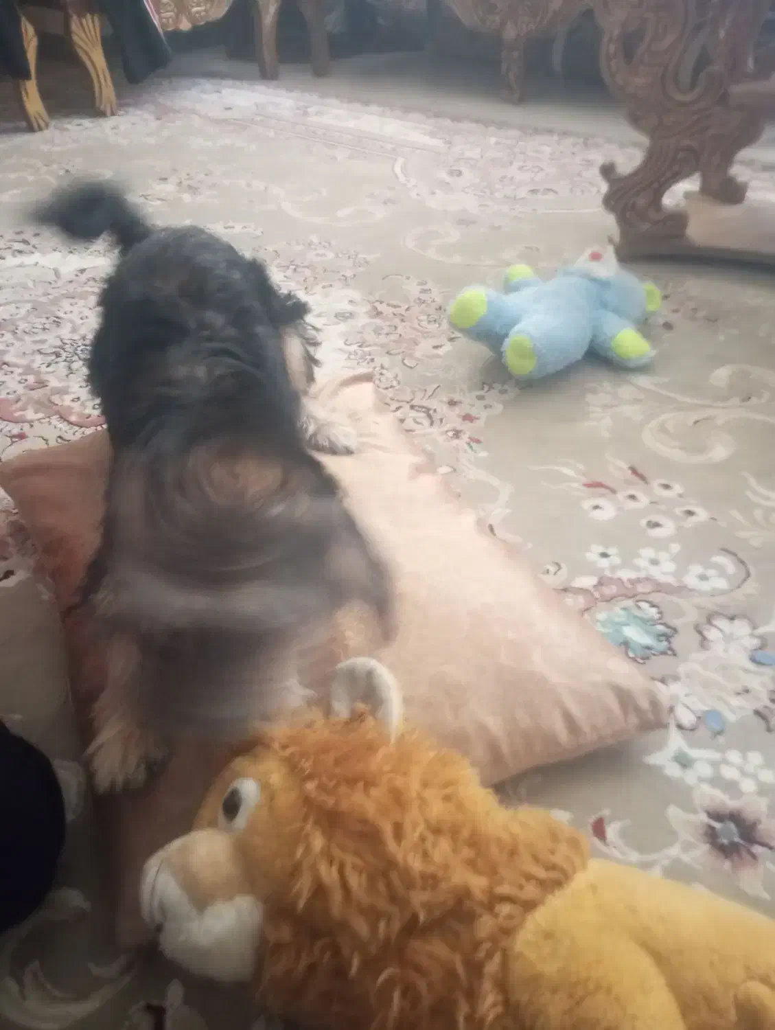 سگ یورکشایر|سگ|فردیس, شهرک شهید حسینی|دیوار