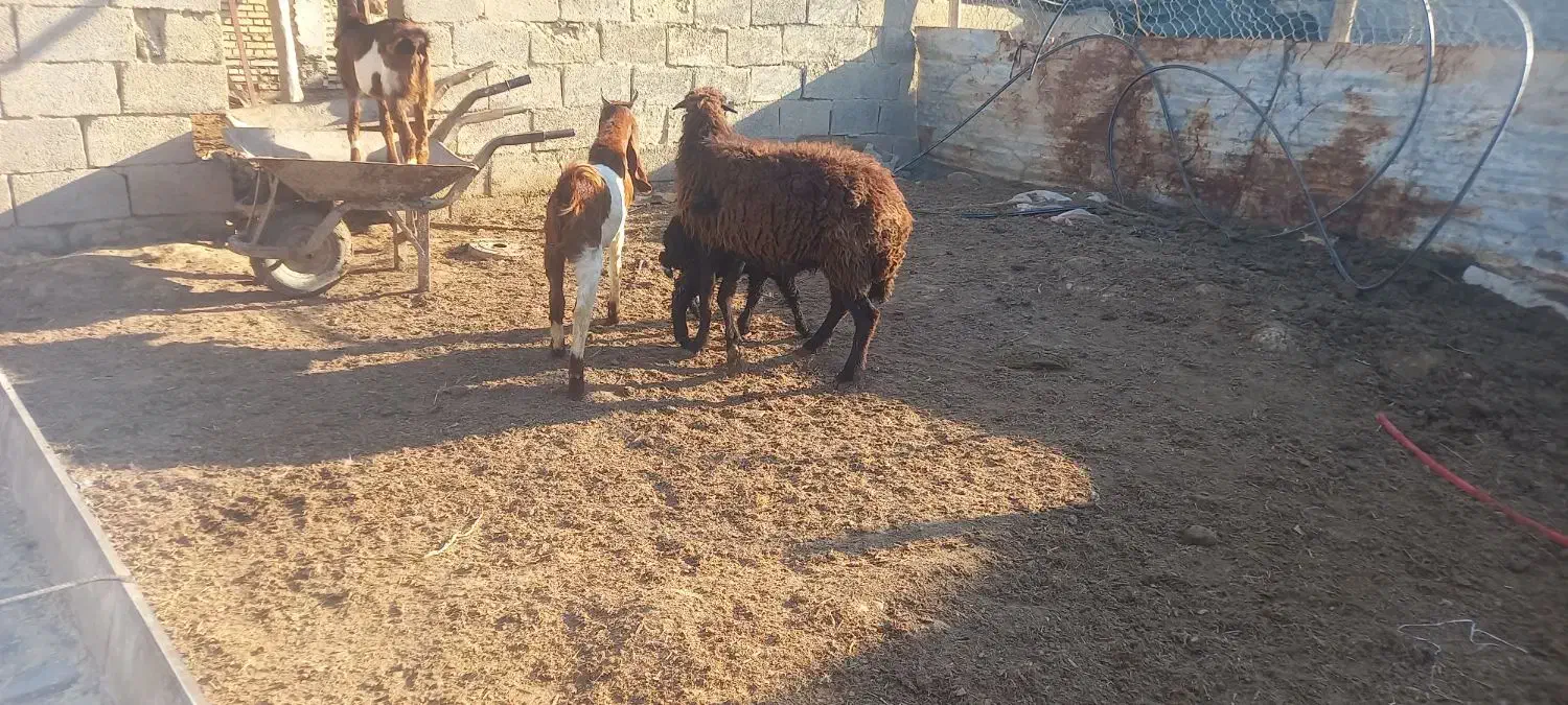 گوسفند بز نر|حیوانات مزرعه|شادگان, |دیوار