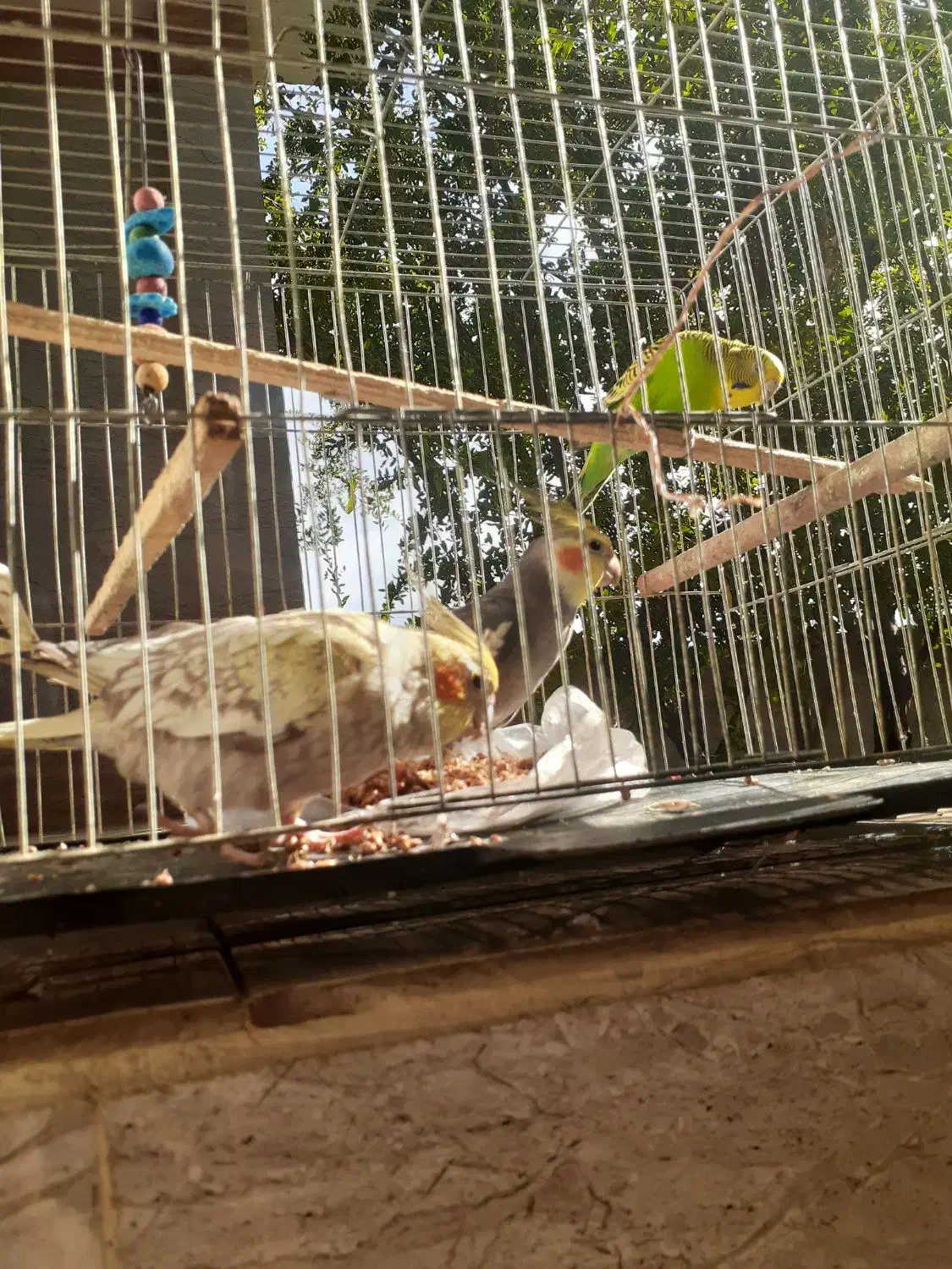 عروس هلندی و مرغ عشق|پرنده|رامیان, |دیوار