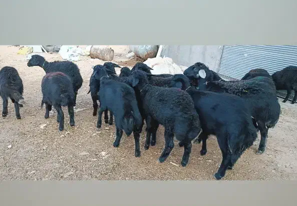 بره ماده قره قزل گوسفند میش قوچ شیشک افشار دوقلو|حیوانات مزرعه|قیدار, |دیوار
