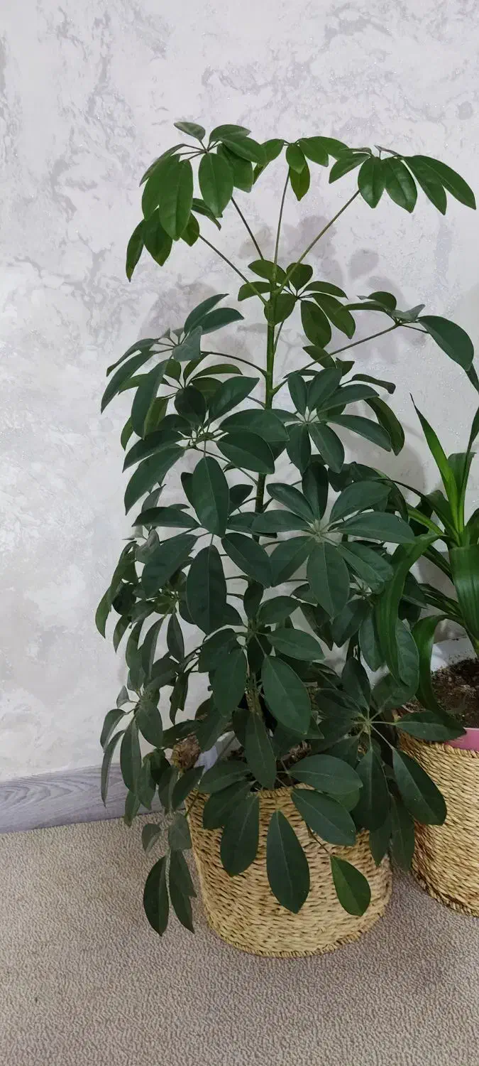 گل طبیعی|گل و گیاه طبیعی|دره شهر, |دیوار