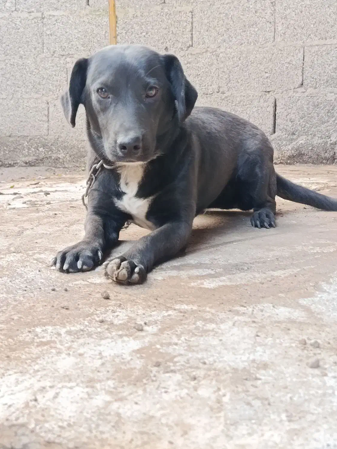 سگ نژاد لابرادور رتریور . واگذاری|سگ|تولم شهر, |دیوار