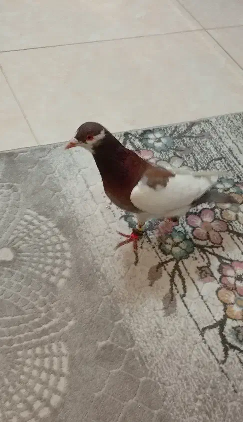 یهودی سرخ|پرنده|مشهد, کوشک مهدی|دیوار