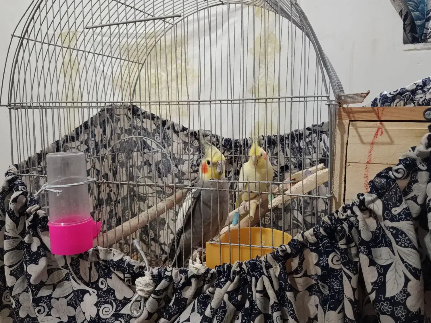 فروش جفت عروس هلندی کار داده بندر لنگه|پرنده|بندرلنگه, |دیوار