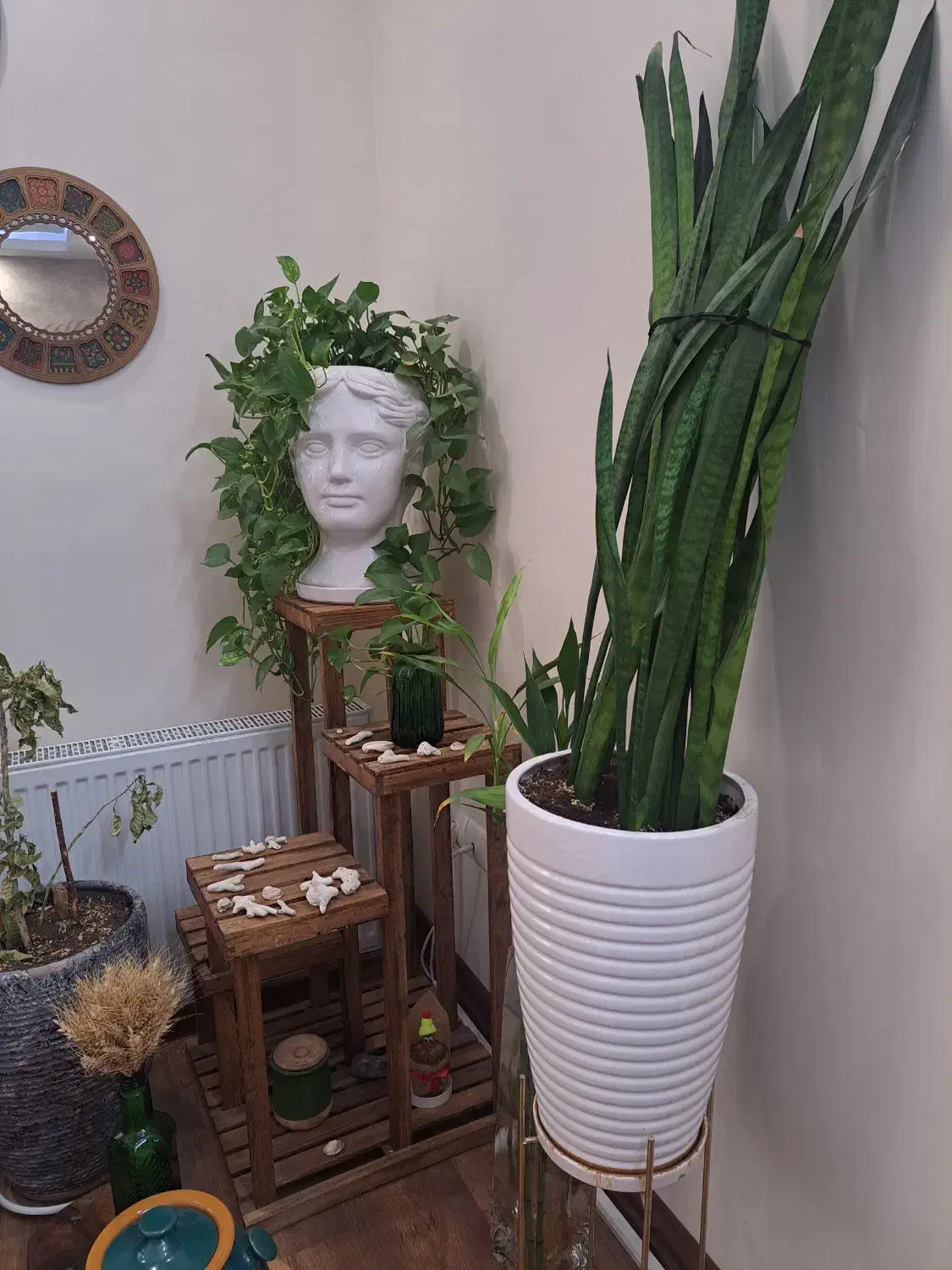 گل و گدون زیبا|گل و گیاه طبیعی|پردیس, فاز ۸|دیوار